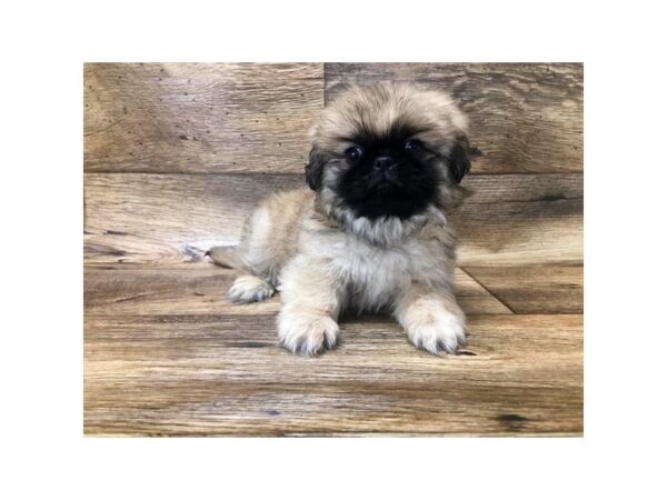 Pekingese DOG Male Fawn 10730 Petland Henderson, Nevada