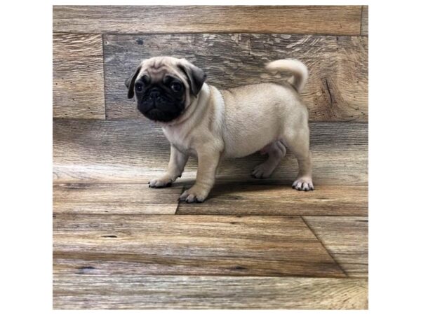 Pug DOG Male Fawn 10733 Petland Henderson, Nevada