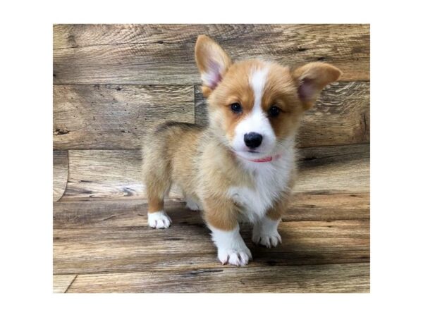 Pembroke Welsh Corgi DOG Male Sable / White 10731 Petland Henderson, Nevada