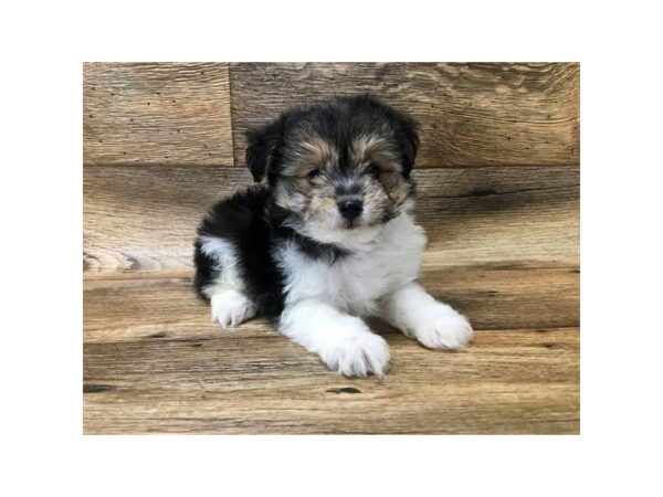 Pomapoo-DOG-Male-Black / Tan-10737-Petland Henderson, Nevada