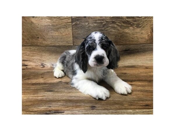 Cocker Spaniel DOG Male Blue Roan / White 10727 Petland Henderson, Nevada