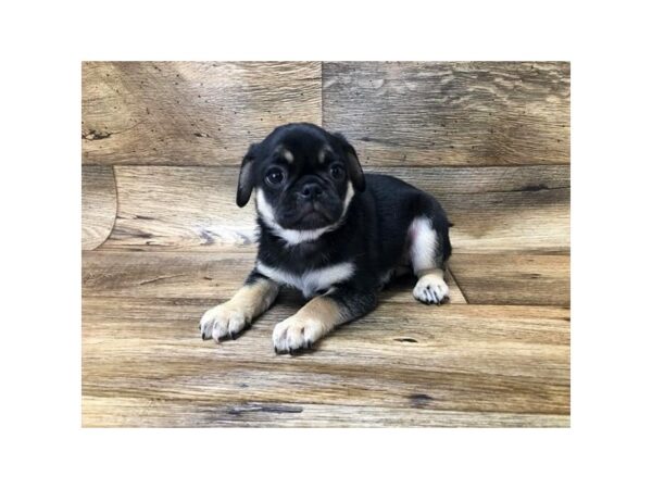 Jug-DOG-Female-Black / Tan-10743-Petland Henderson, Nevada