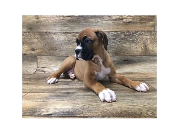 Boxer DOG Female Fawn / White 10739 Petland Henderson, Nevada