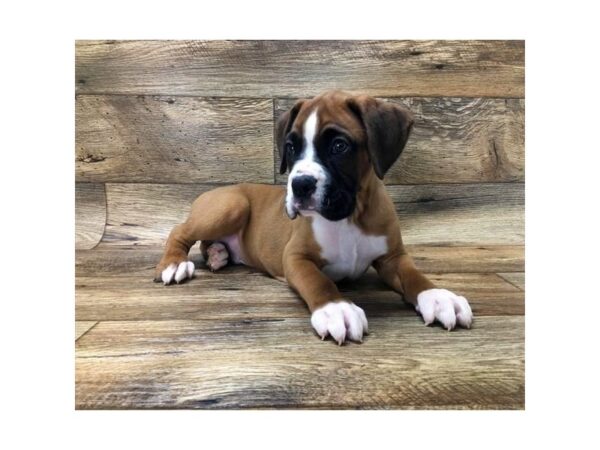 Boxer DOG Male Fawn / White 10740 Petland Henderson, Nevada