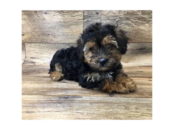 Yochon-DOG-Male-Black / Tan-10741-Petland Henderson, Nevada