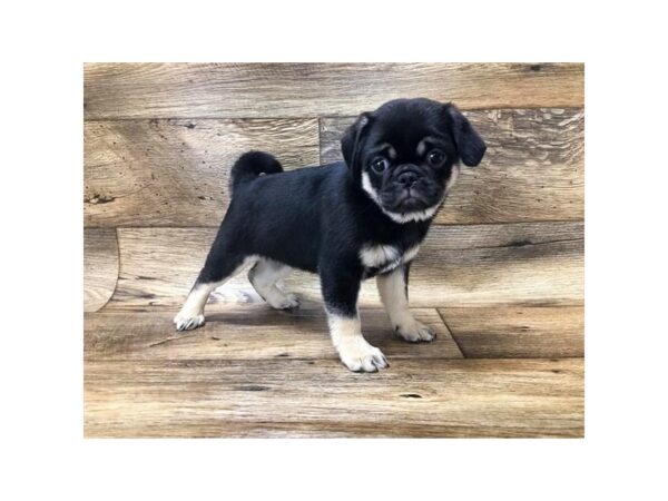 Jug-DOG-Female-Black / Tan-10742-Petland Henderson, Nevada