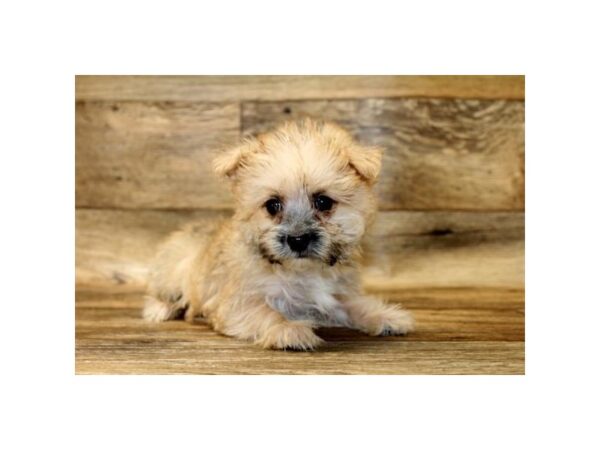 Morkie DOG Male Gold Sable 10762 Petland Henderson, Nevada