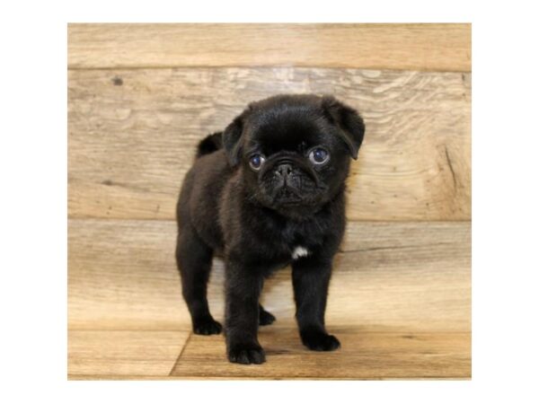 Pug DOG Male Black 10754 Petland Henderson, Nevada