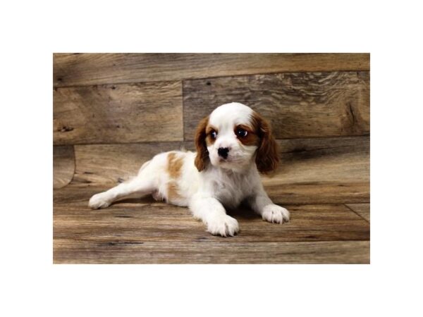 Cavalier King Charles Spaniel DOG Male Blenheim 10751 Petland Henderson, Nevada