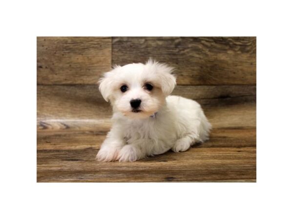 Maltese DOG Male White 10744 Petland Henderson, Nevada