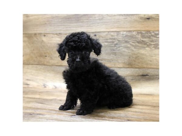 Poodle DOG Male Black 10753 Petland Henderson, Nevada