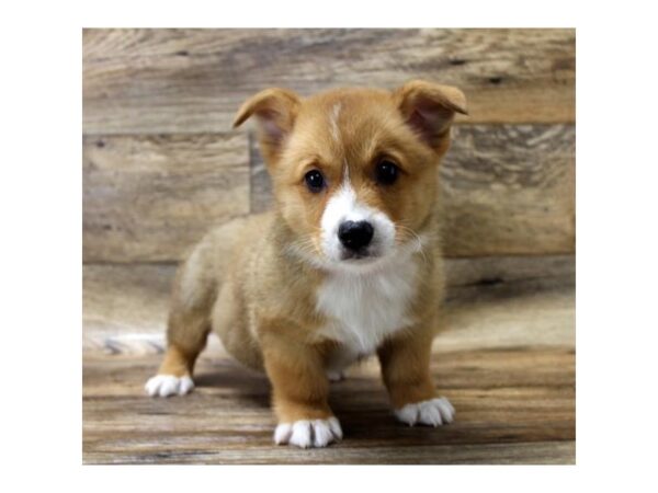 Pembroke Welsh Corgi DOG Male Sable / White 10748 Petland Henderson, Nevada