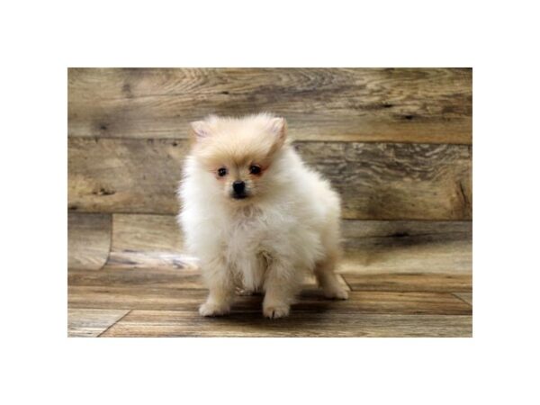 Pomeranian DOG Male Cream 10749 Petland Henderson, Nevada