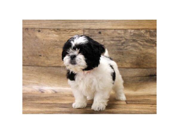 Shih Tzu DOG Female Black / White 10755 Petland Henderson, Nevada