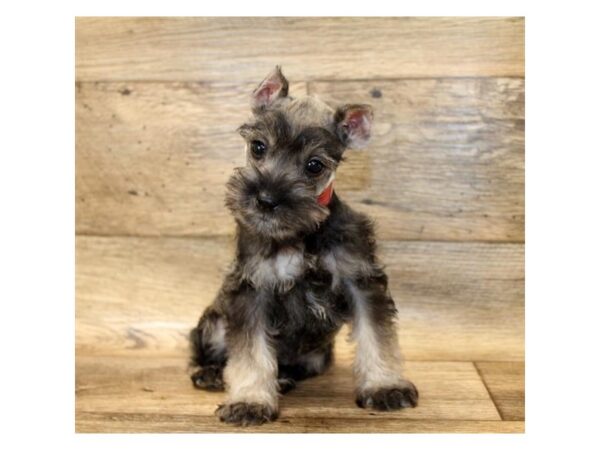 Miniature Schnauzer DOG Male Salt / Pepper 10745 Petland Henderson, Nevada