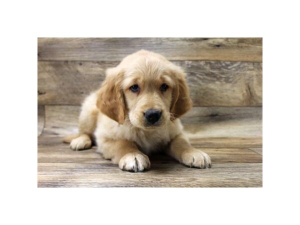 Golden Retriever DOG Male Golden 10750 Petland Henderson, Nevada