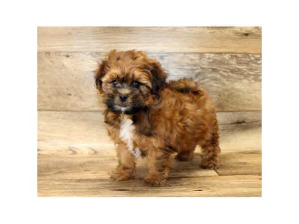 Lhasapoo DOG Female Red Sable 10760 Petland Henderson, Nevada