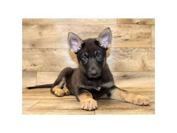 German Shepherd Dog DOG Male Black / Tan 10759 Petland Henderson, Nevada