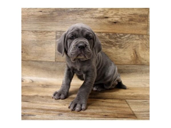 Neapolitan Mastiff DOG Female Blue 10746 Petland Henderson, Nevada