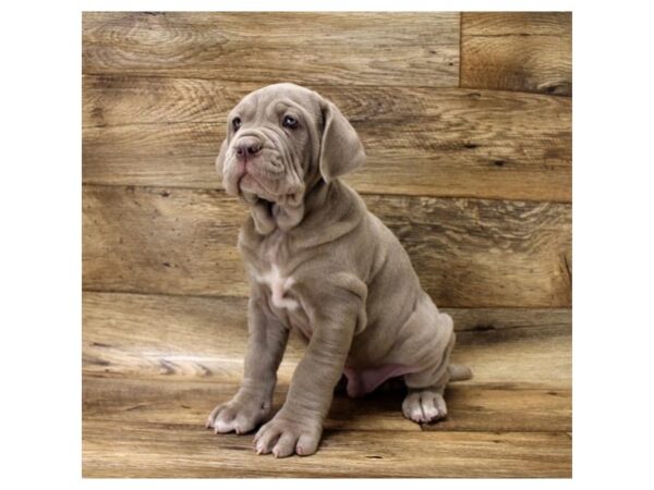 Neapolitan Mastiff DOG Male Tawny 10747 Petland Henderson, Nevada