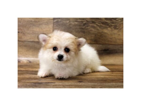 Pomeranian/Bichon-DOG-Female-Gold-10757-Petland Henderson, Nevada