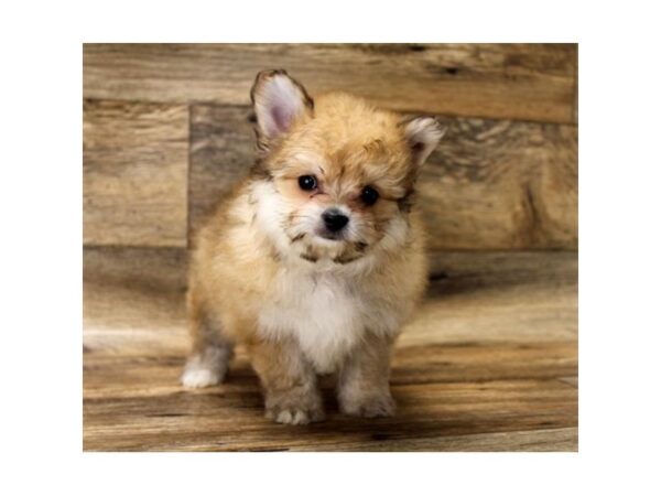 Pomeranian/Bichon-DOG-Male-Orange Sable-10758-Petland Henderson, Nevada