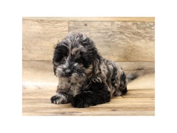 Mini Labradoodle 2nd Gen-DOG-Male-Blue Merle-10763-Petland Henderson, Nevada