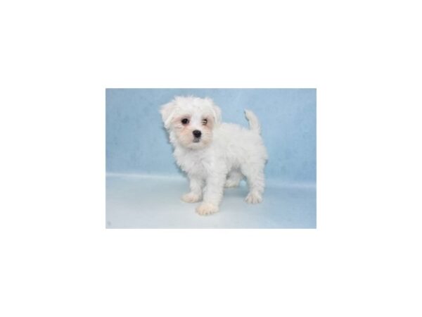 Maltese DOG Female White 10769 Petland Henderson, Nevada