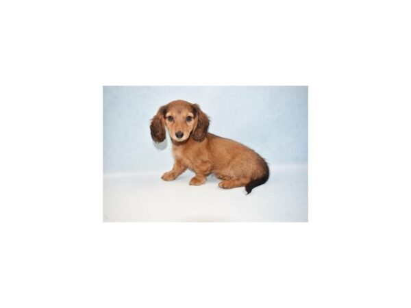 Dachshund-DOG-Female-Red-10766-Petland Henderson, Nevada