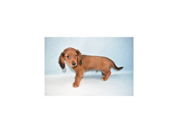 Dachshund-DOG-Male-Red-10767-Petland Henderson, Nevada