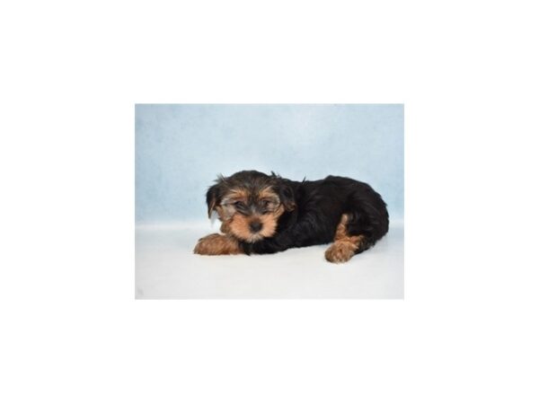 Yorkshire Terrier DOG Female Black and Tan 10771 Petland Henderson, Nevada