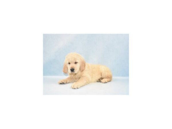 Golden Retriever DOG Male Golden 10768 Petland Henderson, Nevada