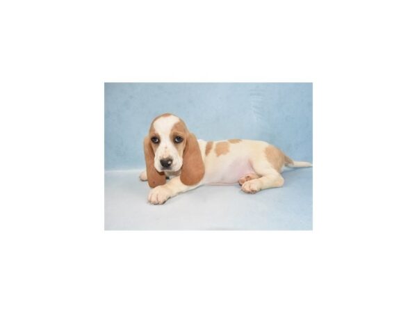 Basset Hound DOG Female Lemon and White 10764 Petland Henderson, Nevada