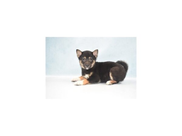 Shiba Inu DOG Female Black and Tan 10770 Petland Henderson, Nevada