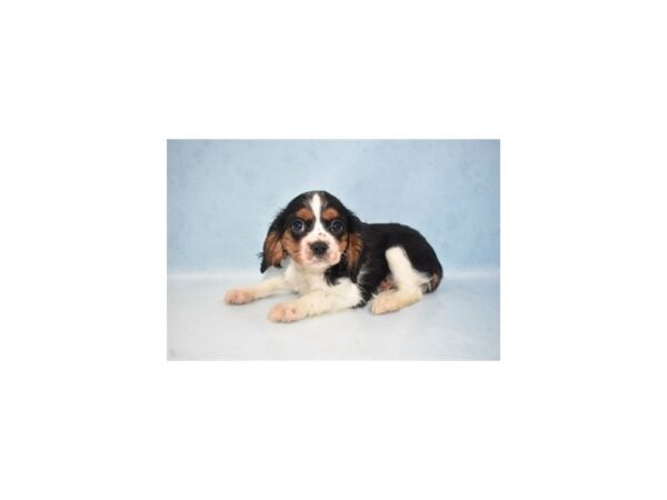 Cavalier King Charles Spaniel DOG Male Black and White 10765 Petland Henderson, Nevada