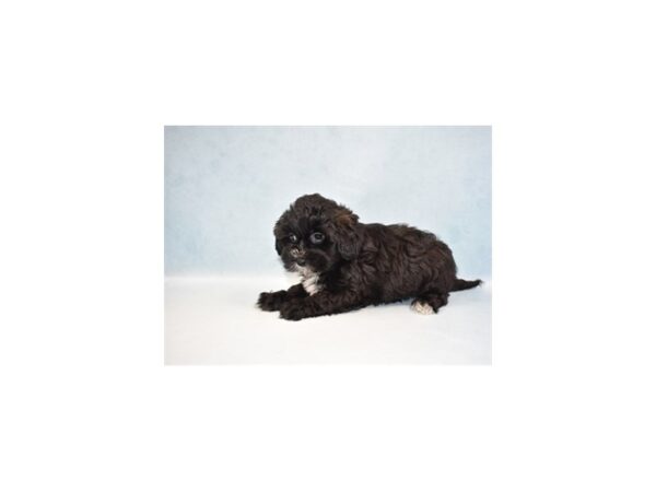 Shih Tzu/Poodle DOG Male Black 10772 Petland Henderson, Nevada