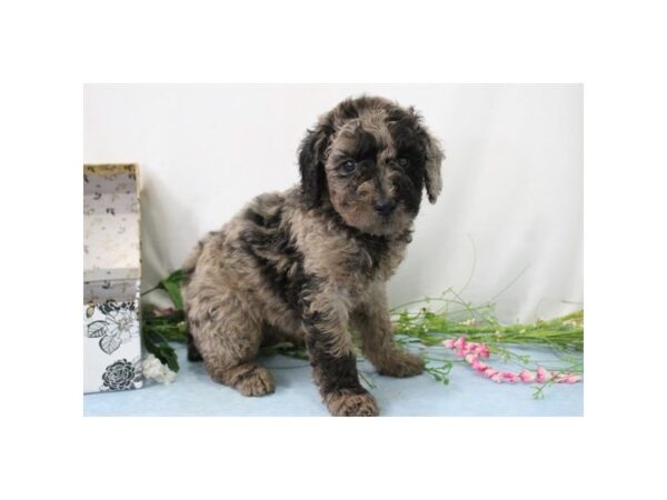 Poodle Standard-DOG-Male-Blue-10774-Petland Henderson, Nevada