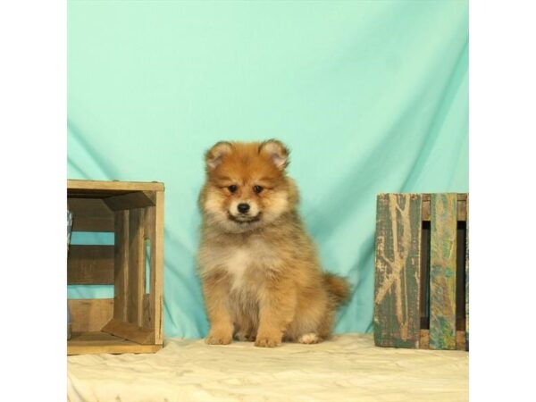 Pomeranian DOG Female Red Sable 10777 Petland Henderson, Nevada