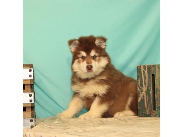 Alaskan Malamute DOG Female Red / White 10776 Petland Henderson, Nevada