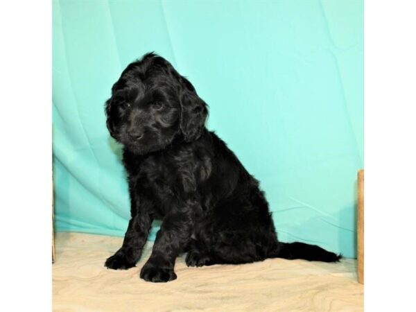 Goldendoodle Mini DOG Male Black 10775 Petland Henderson, Nevada