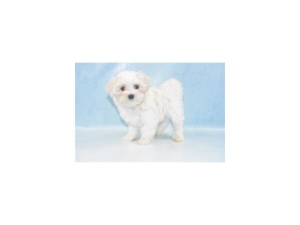 Maltese DOG Male White 10783 Petland Henderson, Nevada