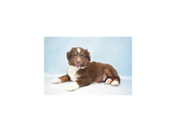 Miniature Australian Shepherd-DOG-Male-Red and White-10787-Petland Henderson, Nevada