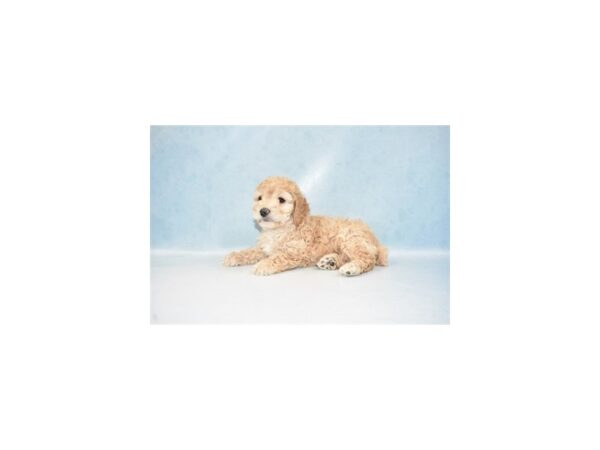 Cockapoo-DOG-Male-Buff-10789-Petland Henderson, Nevada