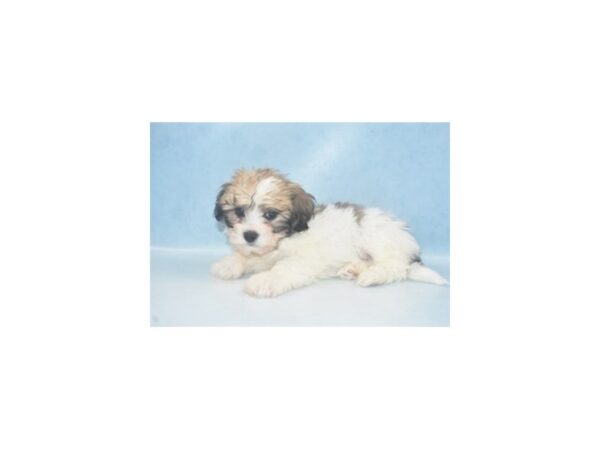 Teddy Bear DOG Male Gold and White 10788 Petland Henderson, Nevada