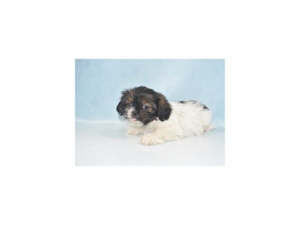 Shih Tzu DOG Male Brindle and White 10785 Petland Henderson, Nevada