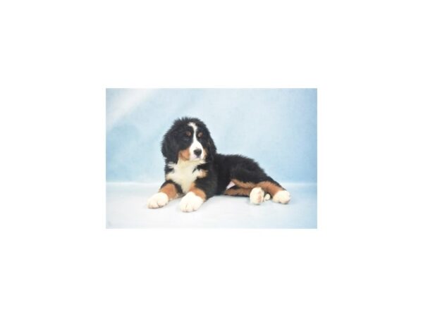 Bernese Mountain Dog-DOG-Male-Black Rust and White-10779-Petland Henderson, Nevada