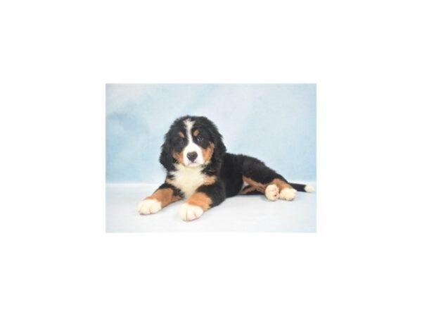 Bernese Mountain Dog DOG Female Black Rust and White 10780 Petland Henderson, Nevada