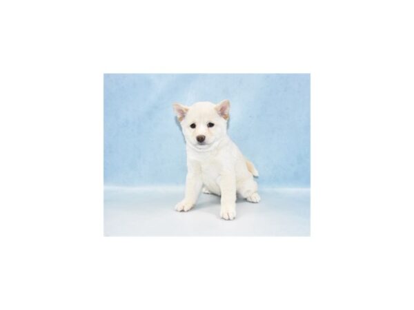 Shiba Inu-DOG-Female-Cream-10784-Petland Henderson, Nevada