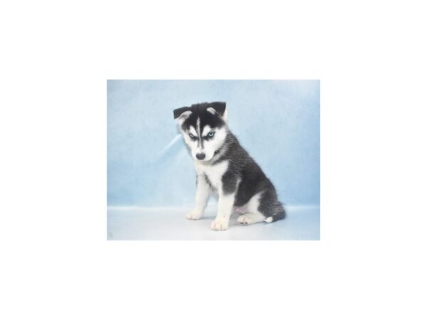 Siberian Husky-DOG-Male-Black and White-10786-Petland Henderson, Nevada