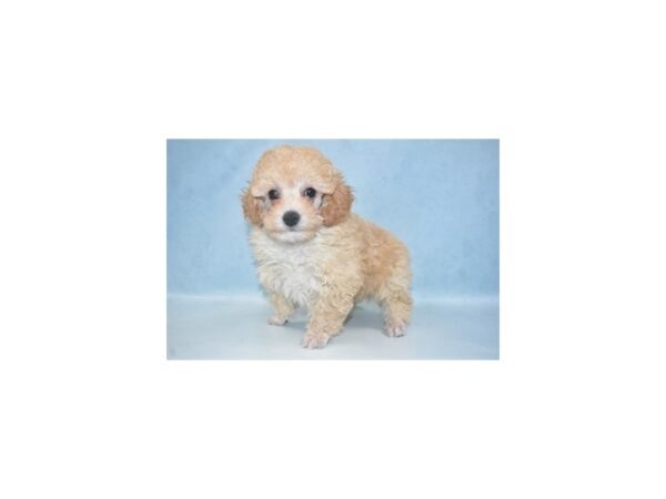 Poodle DOG Male Cream 10781 Petland Henderson, Nevada